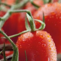 Pomodoro2