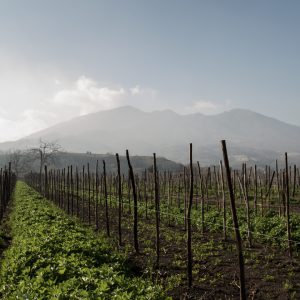Vini-Cantine-Olivella-Nel-cuore-del-complesso-vulcanico-Somma-Vesuvio-1-1