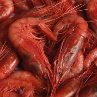 gallery-autentico-rosso-di-mazara-01