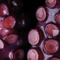 maricano