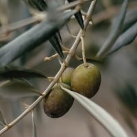 olive